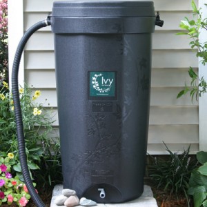 Ivy Rain Barrels – Still Available!